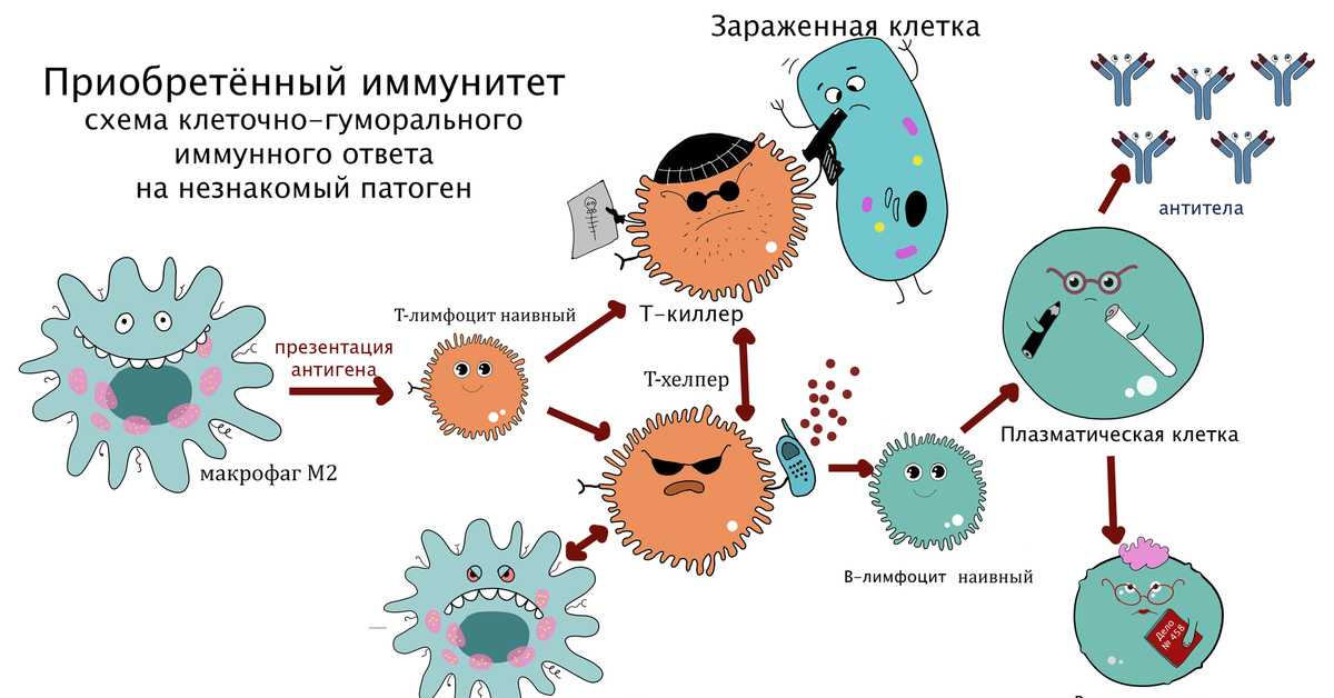 Виды иммунитета и иммунодиагностика