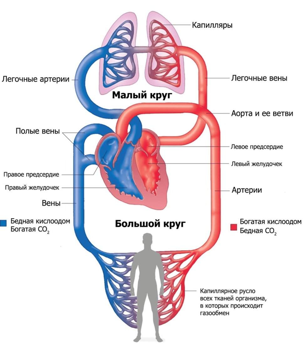 Сердечная астма - диагностика