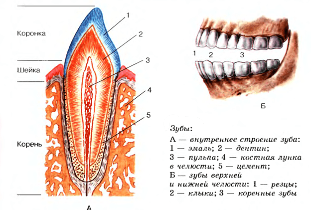 Лечение 1-канальных зубов в КДЦ №6
