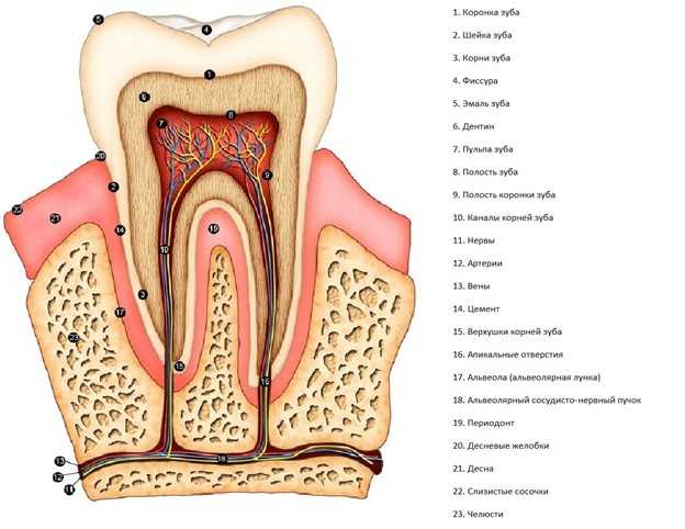Лечение 4-канальных зубов (зубов мудрости)