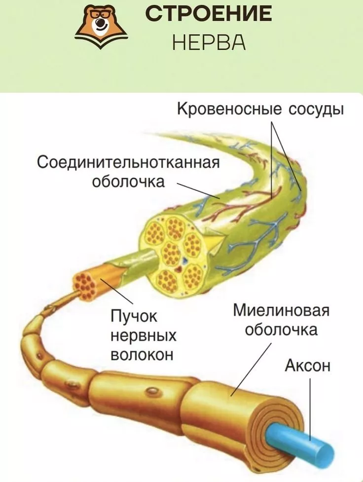 Полинейропатия - диагностика, лечение